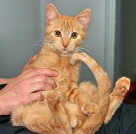 Рыжий солнечный котёнок Шурик, 5 мес Санкт-Петербург