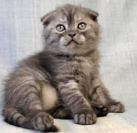 Скоттиш фолд, кошечка, качество Санкт-Петербург