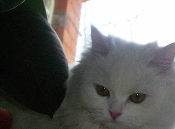 Белые котята,неделя от роду Москва