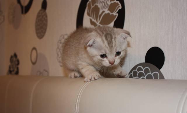 Британские вислоухие котята Москва