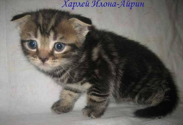 Вислоухий шотландский мальчик мрамор Москва