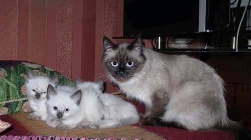 Невские маскарадные котята Санкт-Петербург