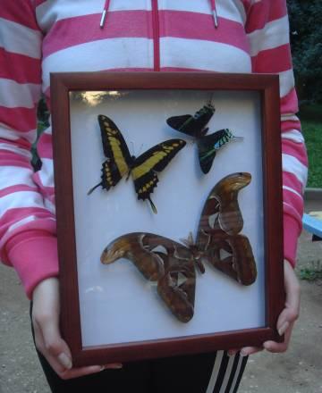 Бабочки в рамке Москва