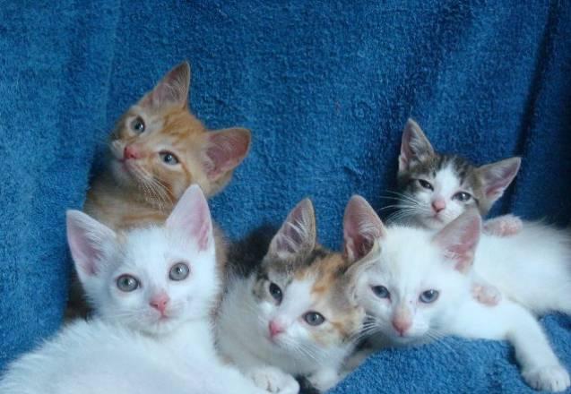 Котята мальчики и девочки в добрые руки Москва
