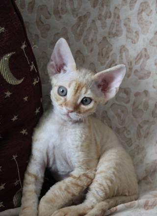 Котенок-рыжик девон-рекс Санкт-Петербург