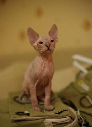 Котенок донской сфинкс Екатеринбург