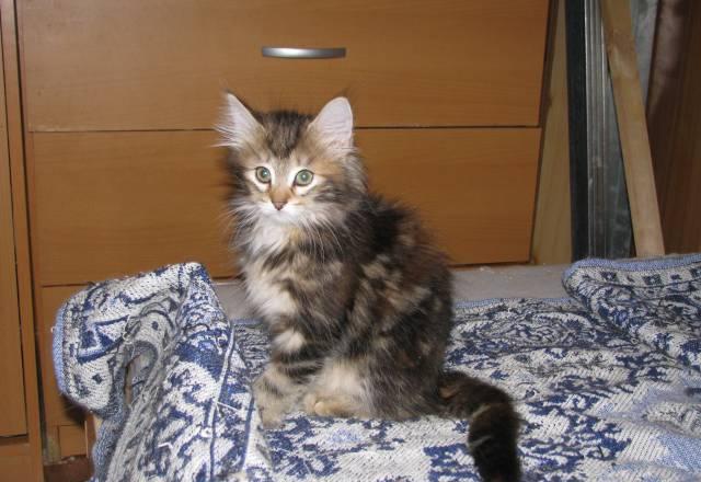 Котятки-девочки ищут дом Санкт-Петербург