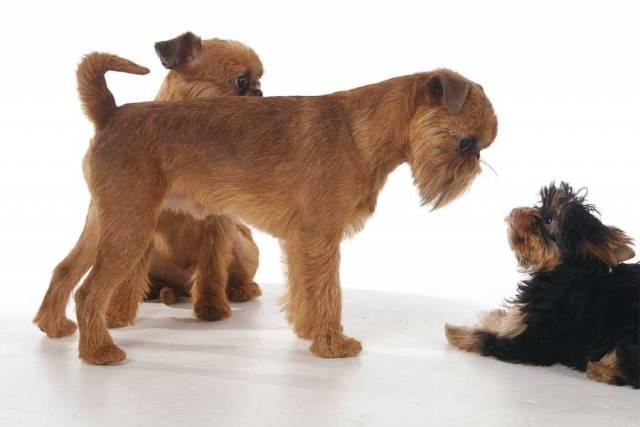 Профессиональная стрижка собак и кошек Новосибирск