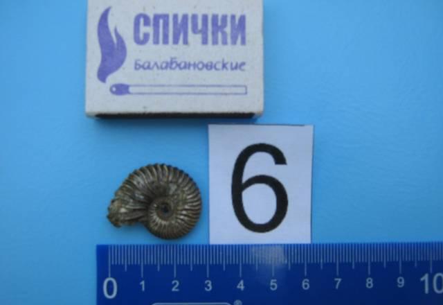 Амониты Черкесск