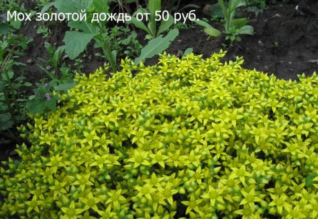 Многолетние цветы для дачи и сада Солнечногорск