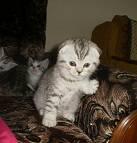 Шотландские фислоухие и короткошерстные котята Новосибирск