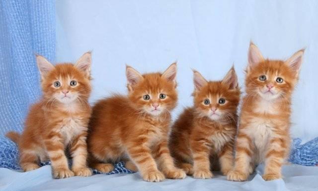 Котята породы мейн кун Москва