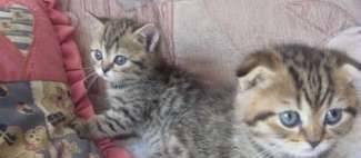 Кот и котятки-кошечки шотландские вислоухие Новосибирск