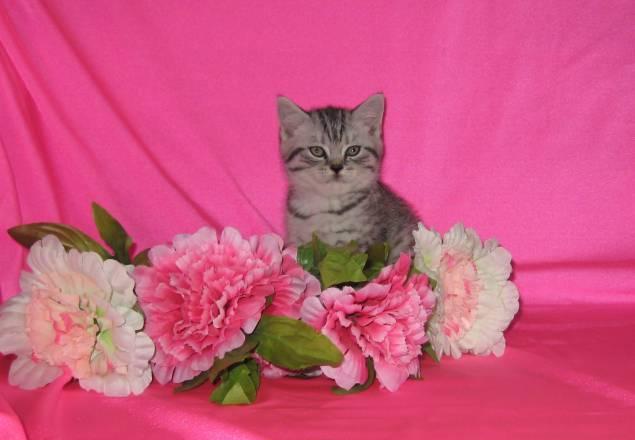 Британский симпатяга котик Химки