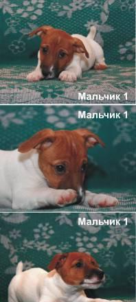 Породистые щенки Джек Рассел терьера Москва