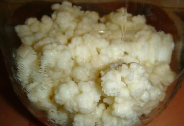 Кефирный грибок Москва