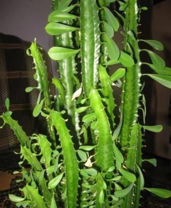 Молочай Euphorbia trigona Рязань
