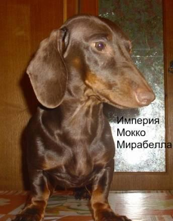 Подрощенная кофейная такса стандартная г/ш Москва