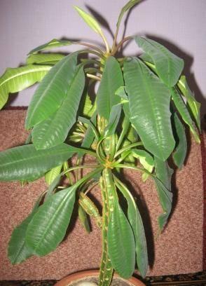 Молочай Euphorbia leuconeura Рязань