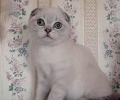 Голубой линкс-скоттиш-фолд котик Санкт-Петербург