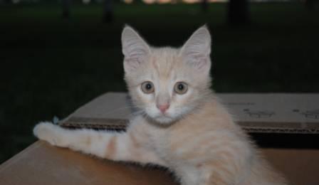 Котенок Москва