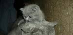 Британские и вислоухие котята -Ленинградское шоссе Солнечногорск