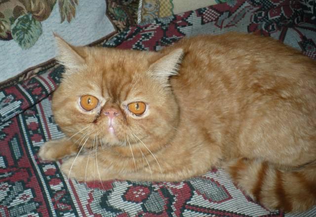 Котик на вязку Омск