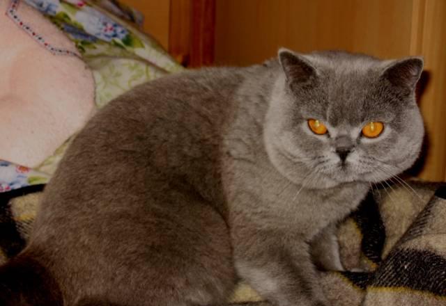 Вязка кошек Москва