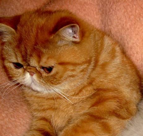 Фото именно наших котят.девочка Санкт-Петербург