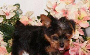 Очаровательной и очень красивый красивый щенок Йор Москва