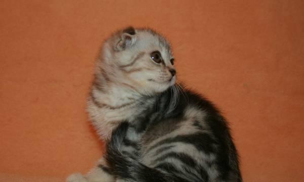 Шотландские Вислоухие котята шоу-класа Москва