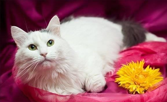 Серьезная кошечка Дуся с роскошной шубкой Москва