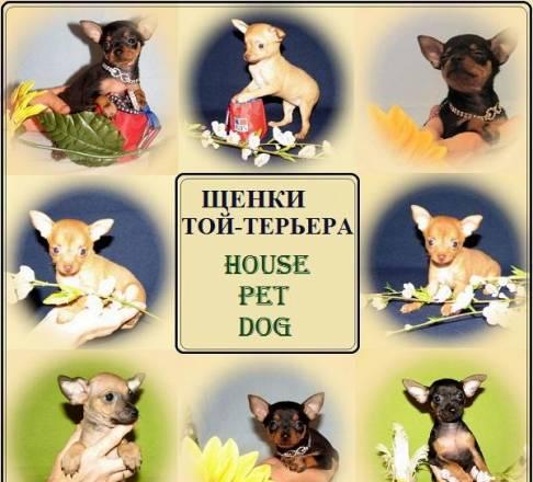 Карманные собачки - той-терьер Москва