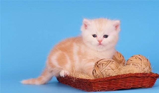 Британский красный серебр.мраморный котик Москва