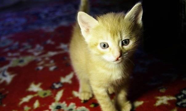 Котенок Казань