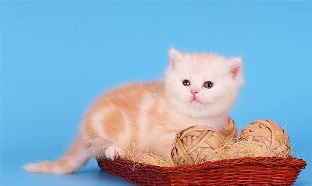 Красный серебр.мраморный британский котик Санкт-Петербург