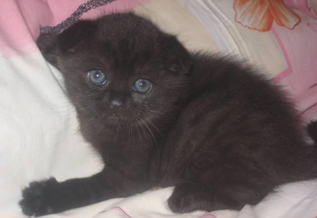 Котята Павловский Посад