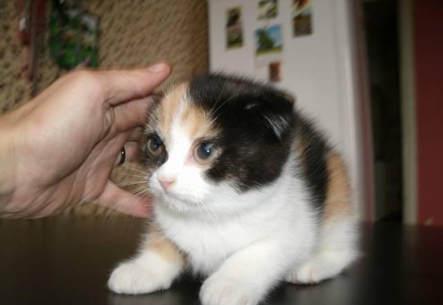 Котята скоттиш-фолд Химки