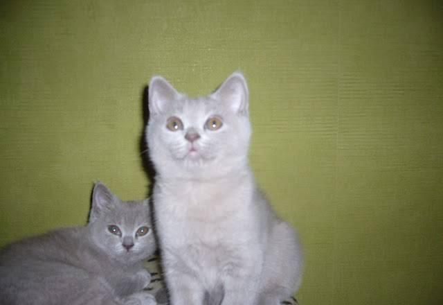 Британские котята от чемпиона. Недорого Москва