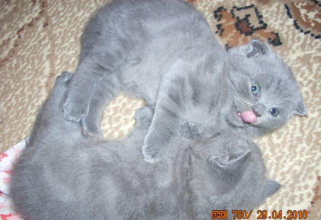 Котята Барнаул