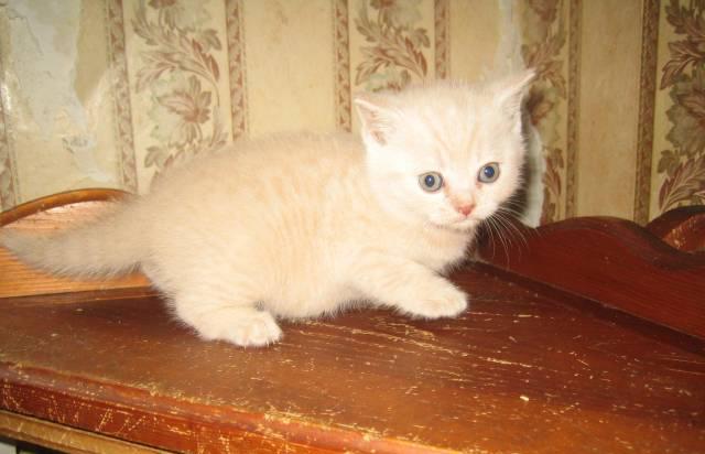 Британский кремовый котёнок,1,5 месяца. Клубный, с Москва