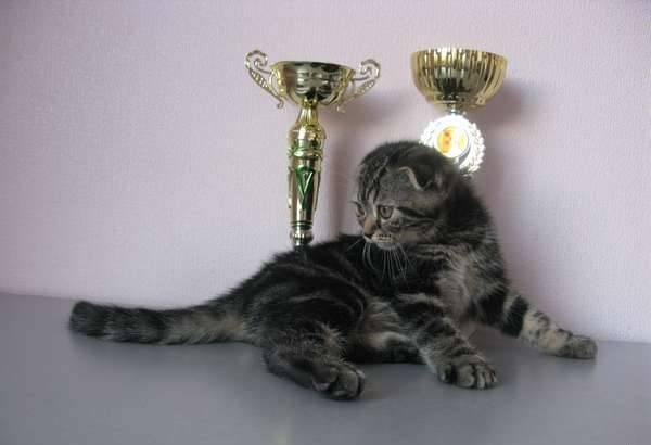 Шотландские  котята Белгород