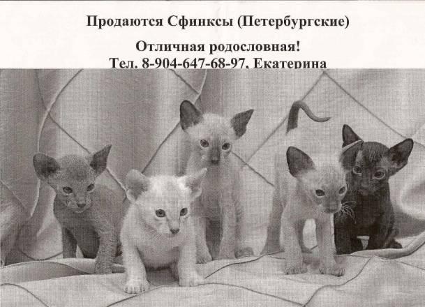 Сфинксы Санкт-Петербург