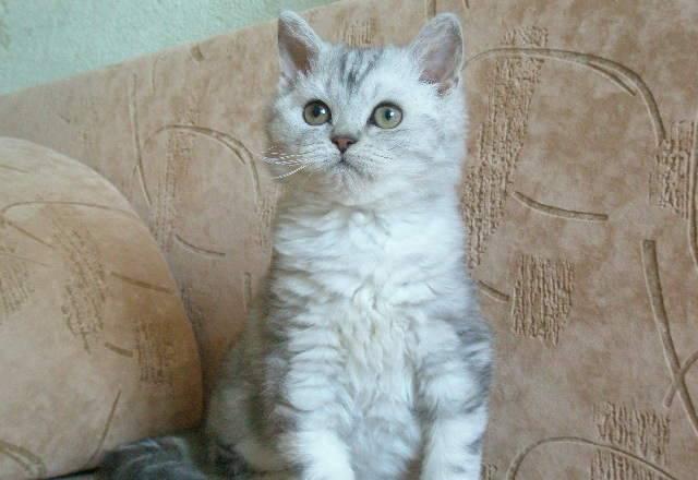 Котенок селкирк-рекс Воронеж