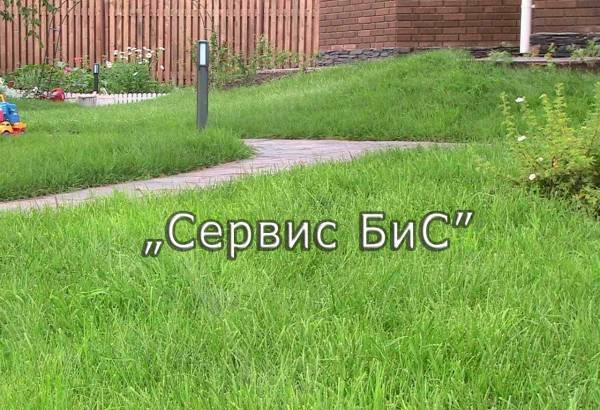 Рулонный газон от производителя в Санкт-Петербурге Санкт-Петербург