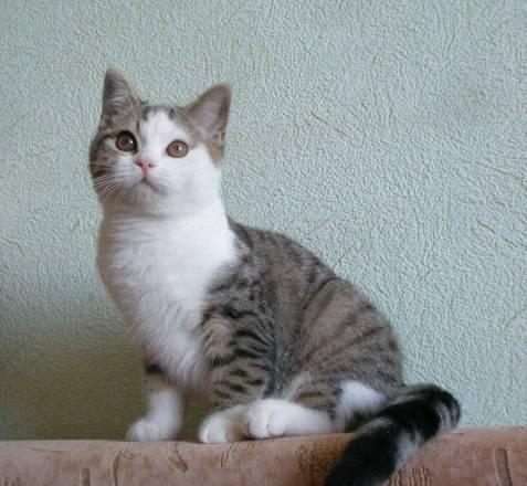 Британские котята, питомник Plushville (Воронеж) Воронеж