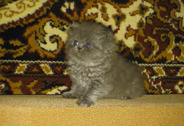 Милые котята Сергиев Посад