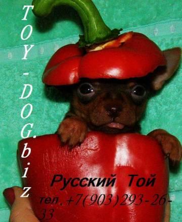 Той-терьер шоколадный Москва