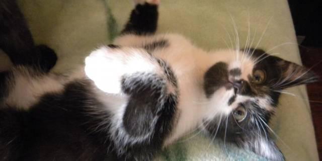Маленький котик би-колор от вислоухой, 2 мес Москва