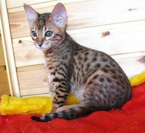 Бенгальские кошечки Москва